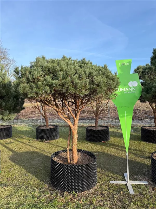 Pinus sylvestris 'Watereri'