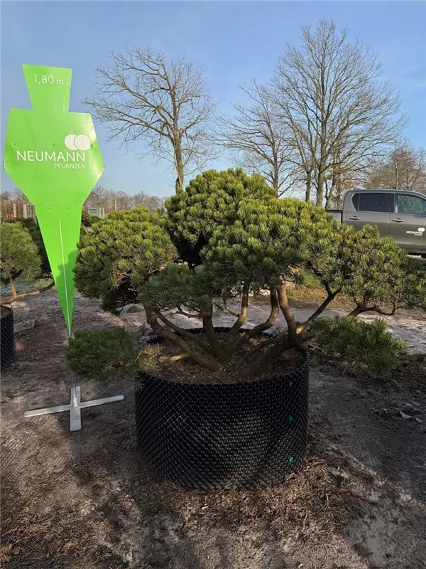 Pinus mugo mughus