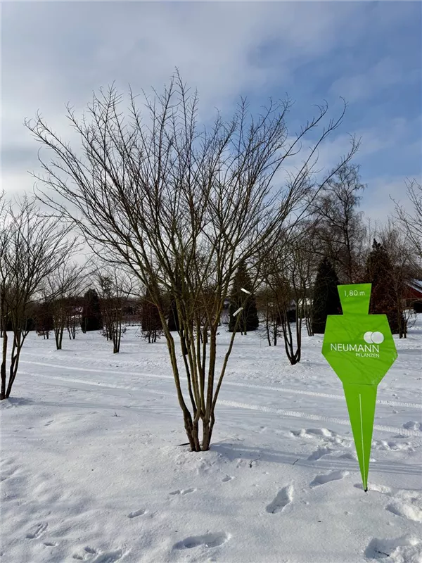Lagerstroemia indica 'Maité Red'