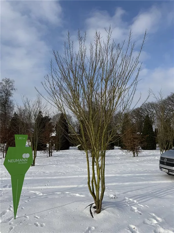 Lagerstroemia indica 'Maité Red'