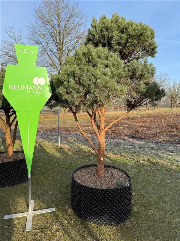 Pinus sylvestris 'Watereri'