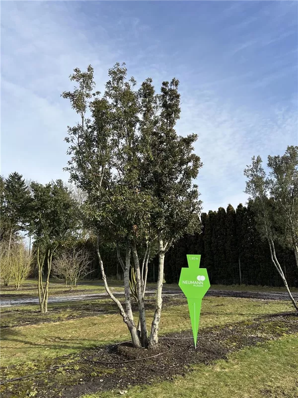 Quercus ilex