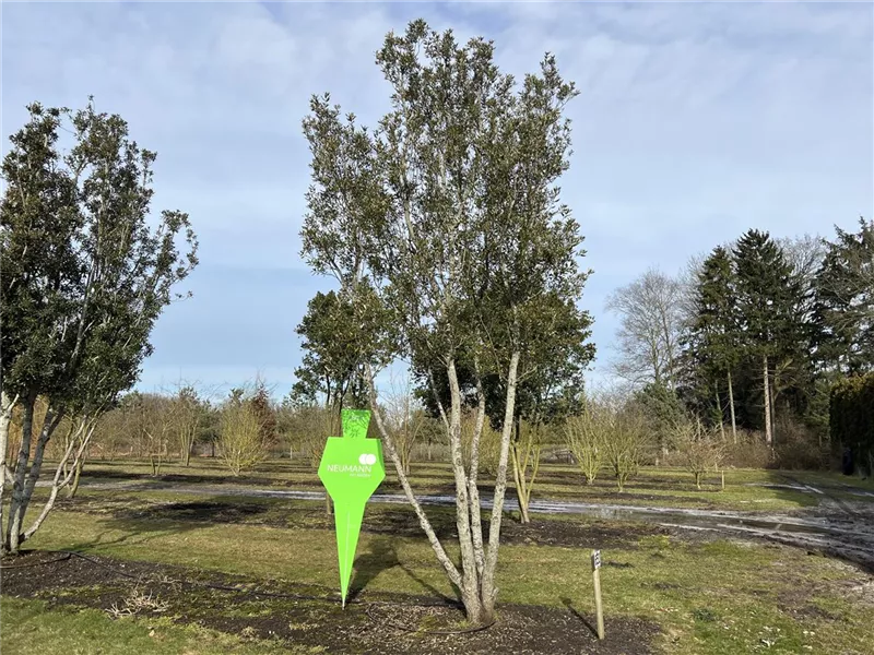 Quercus ilex