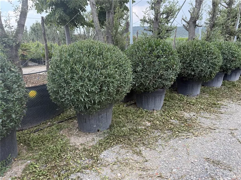 Phillyrea angustifolia