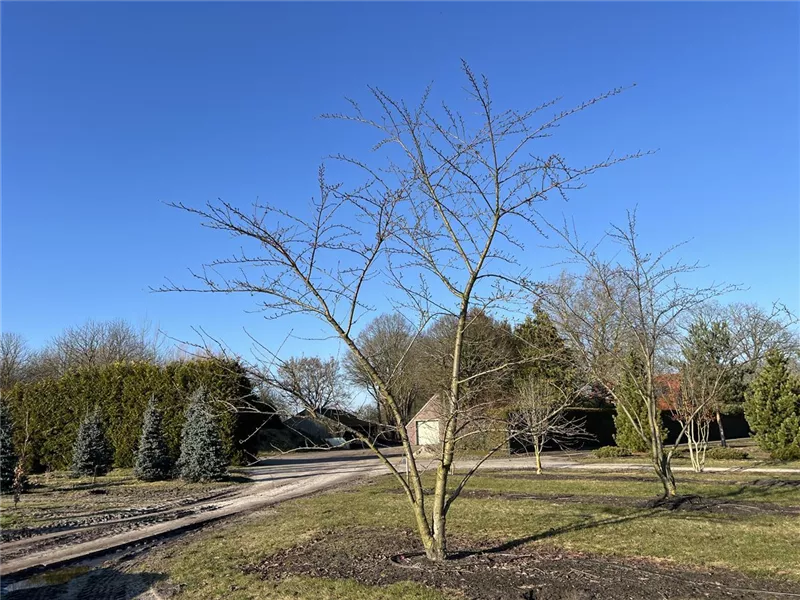 Prunus yedoensis