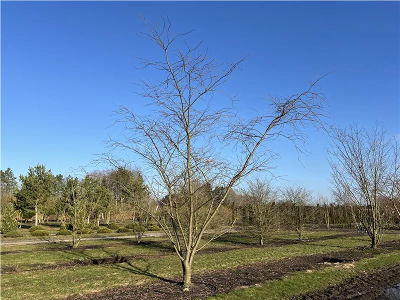 Prunus subhirtella 'Accolade'