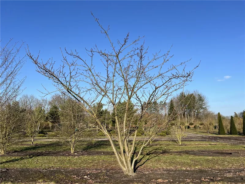 Prunus serrulata 'Taihaku'
