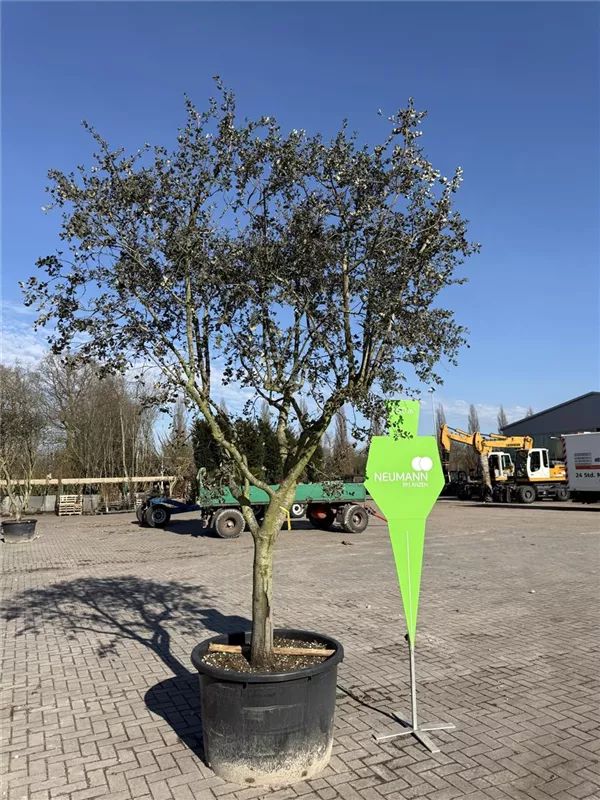Quercus ilex 'Rotundifolia'