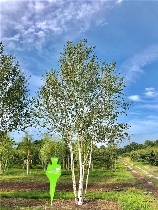 Betula jacquemontii