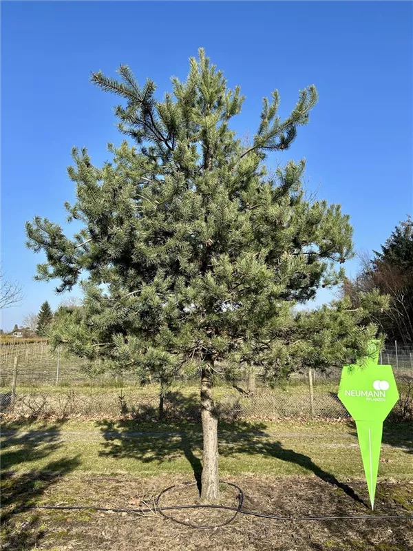 Pinus sylvestris