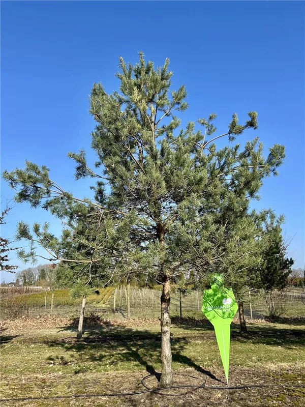 Pinus sylvestris