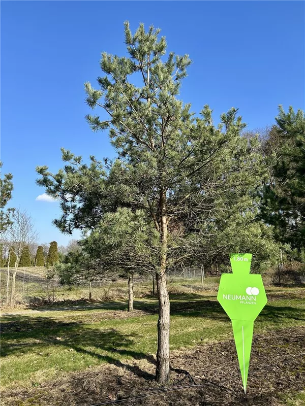 Pinus sylvestris