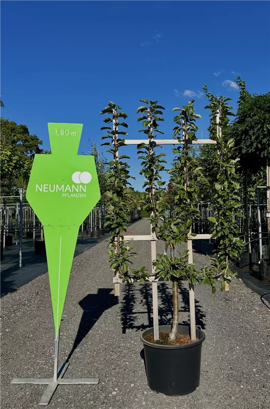 Pyrus com.'Conferencebirne' CAC