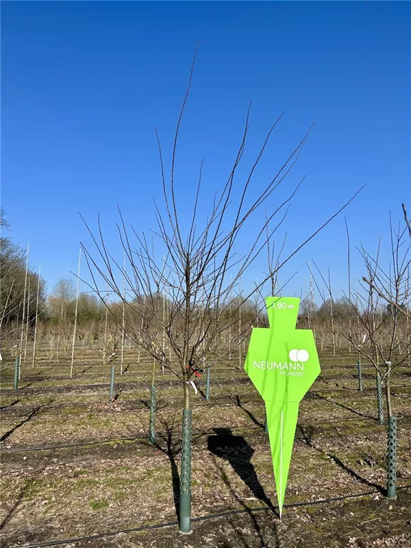 Prunus syr.'Von Nancy' CAC