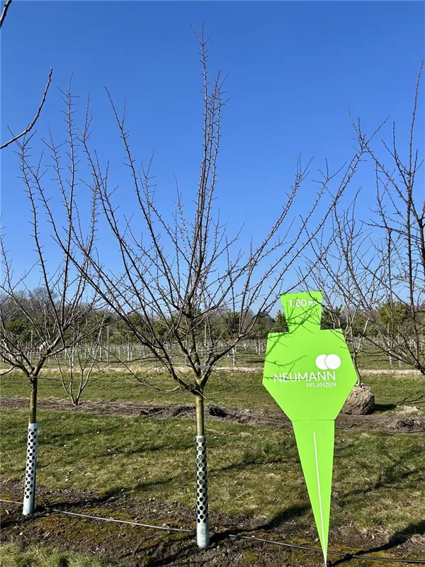 Prunus syr.'Von Nancy' CAC