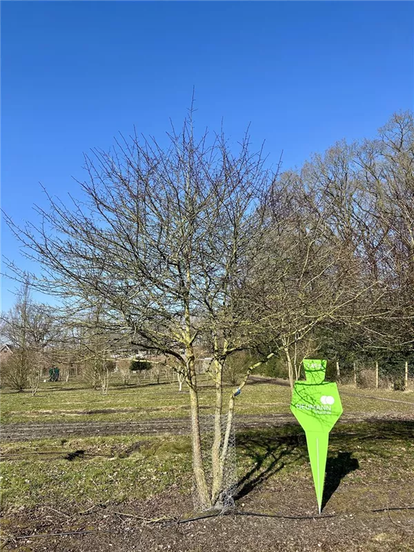 Crataegus prunifolia