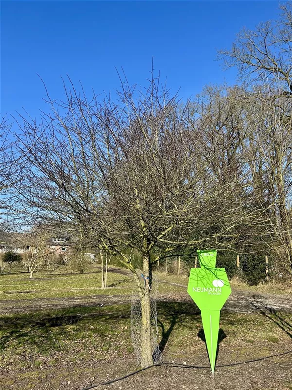 Crataegus prunifolia