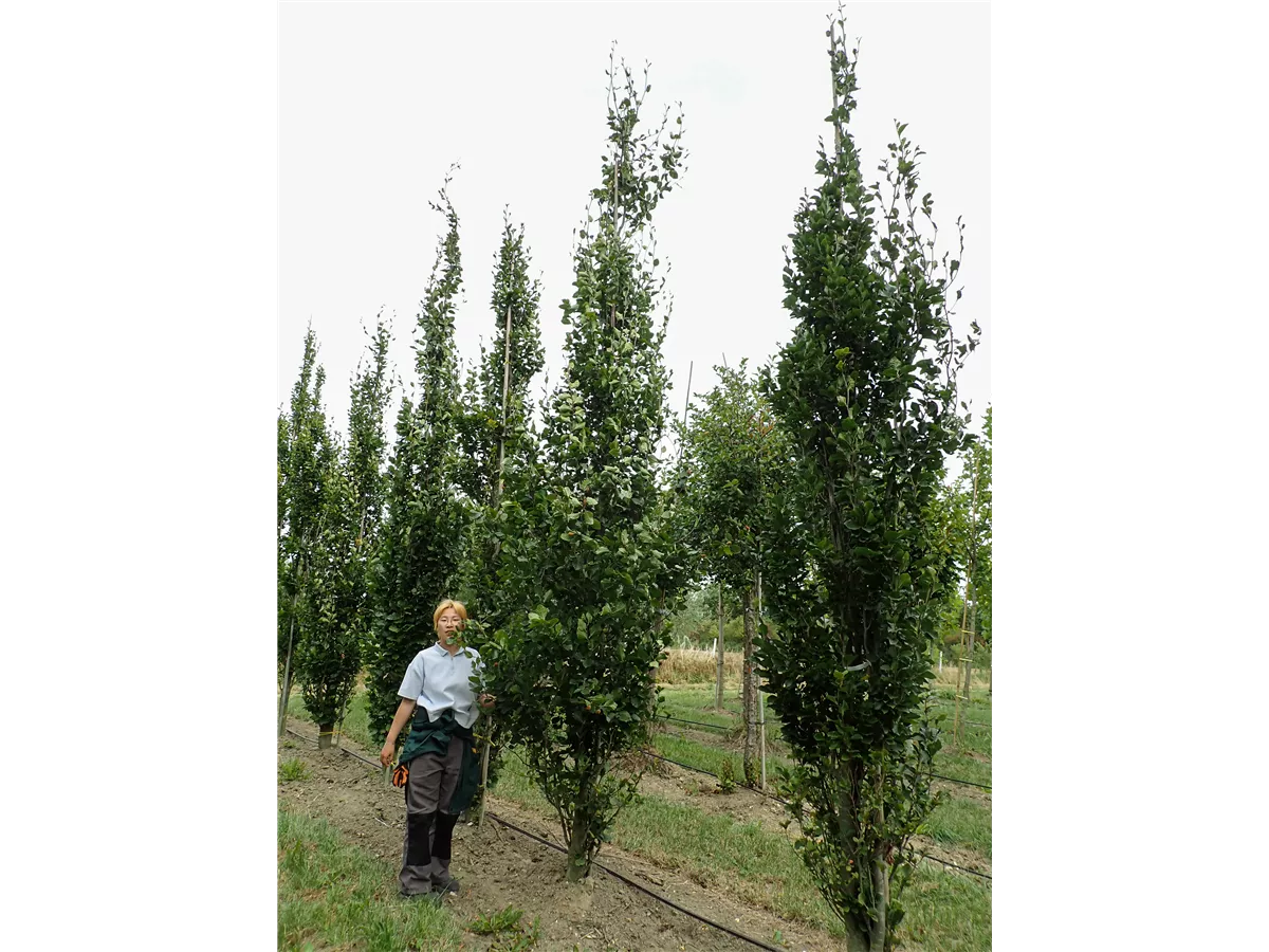 Fagus sylvatica 'Dawyck' - Neumann Pflanzen