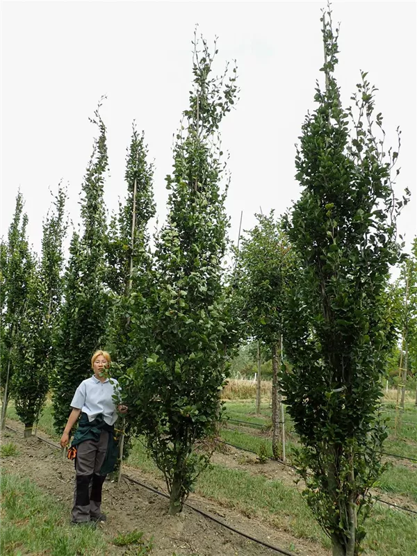 Fagus sylvatica 'Dawyck' - Neumann Pflanzen