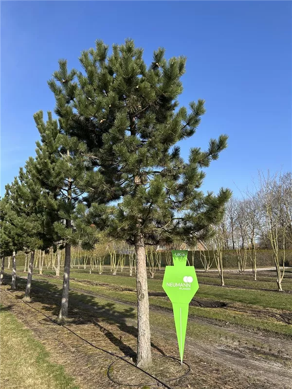 Pinus nigra ssp.nigra