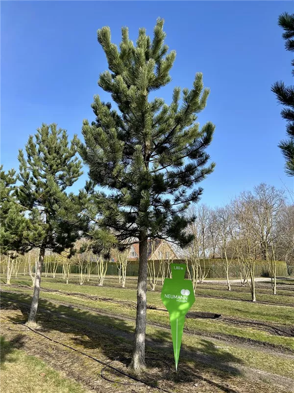 Pinus nigra ssp.nigra