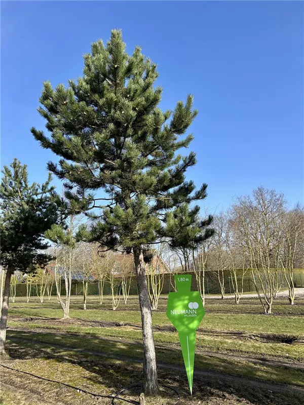 Pinus nigra ssp.nigra