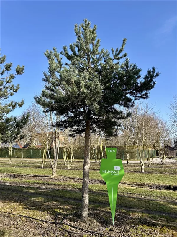 Pinus sylvestris 'Norske Typ'