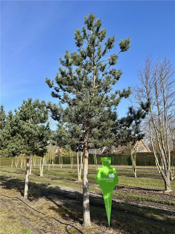 Pinus sylvestris 'Norske Typ'