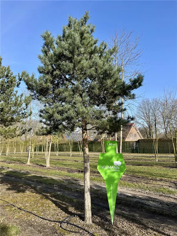 Pinus sylvestris 'Norske Typ'