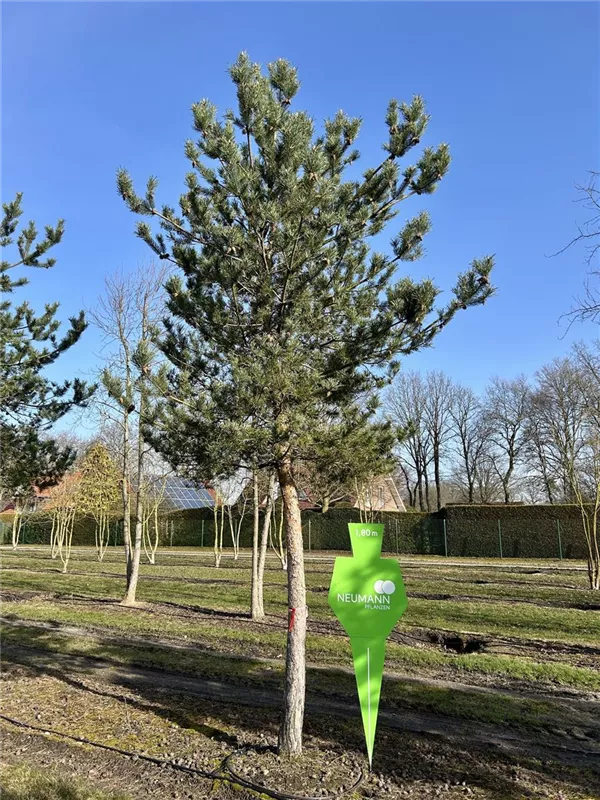 Pinus sylvestris 'Norske Typ'