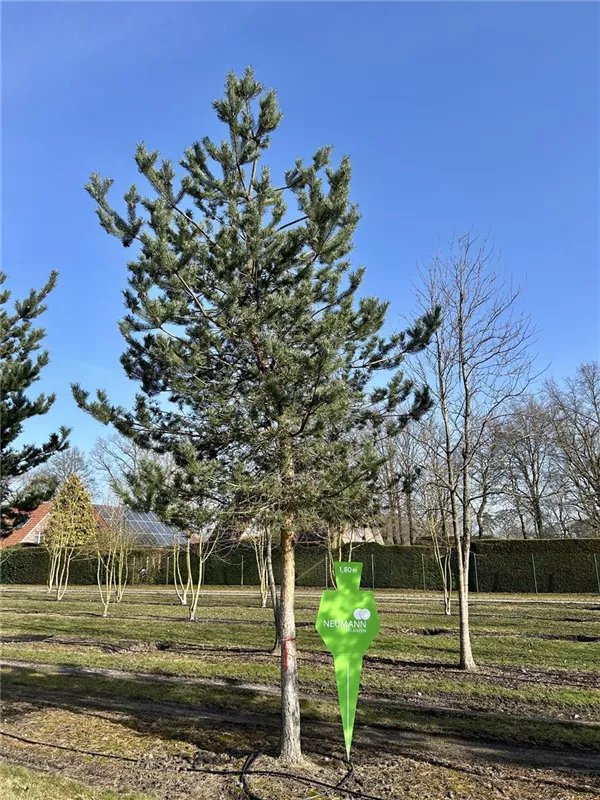 Pinus sylvestris 'Norske Typ'