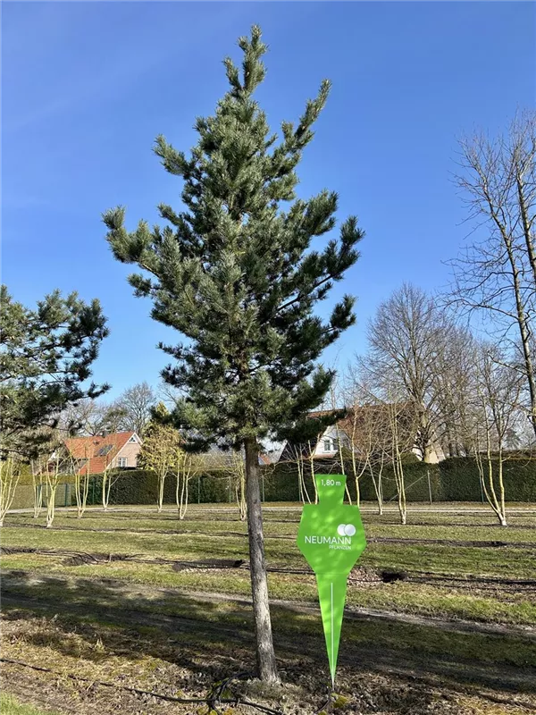 Pinus sylvestris 'Norske Typ'