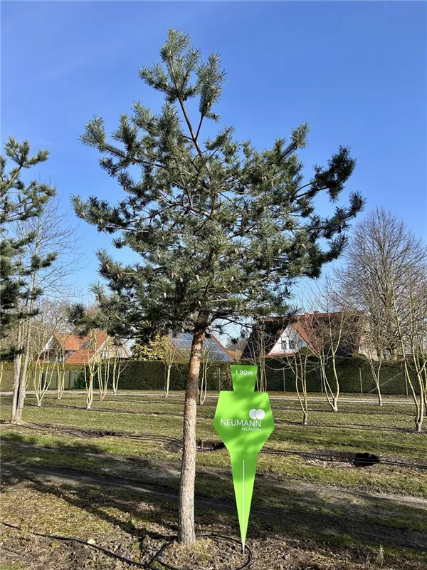 Pinus sylvestris 'Norske Typ'