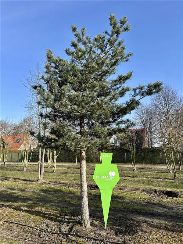 Pinus sylvestris 'Norske Typ'