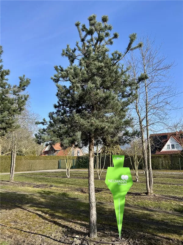 Pinus sylvestris 'Norske Typ'