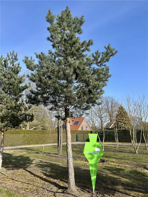 Pinus sylvestris 'Norske Typ'