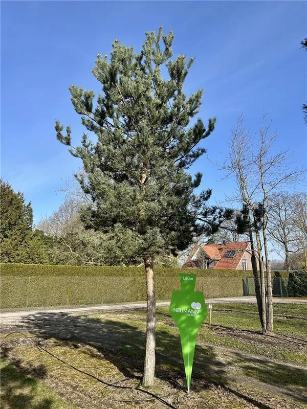Pinus sylvestris 'Norske Typ'