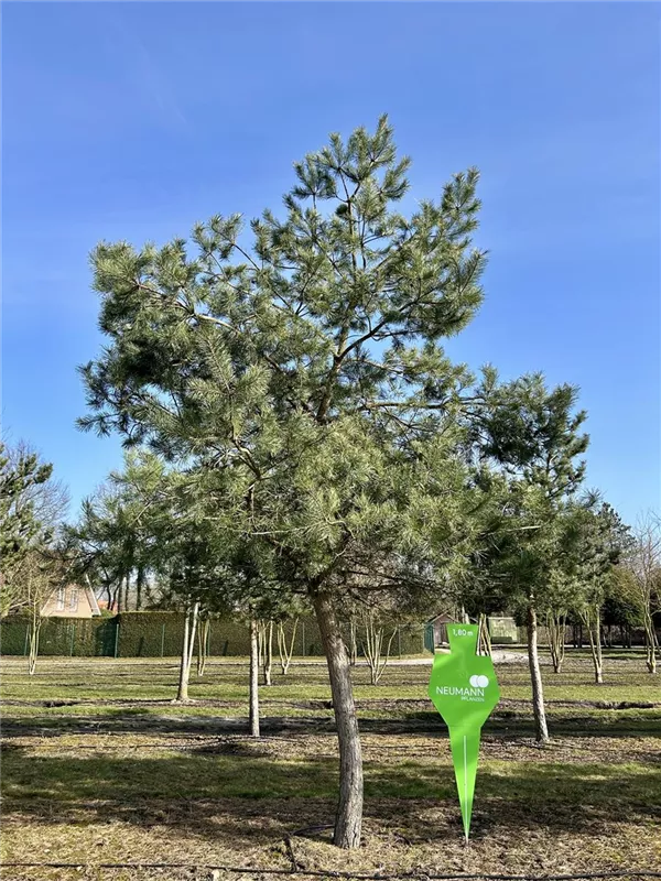 Pinus sylvestris