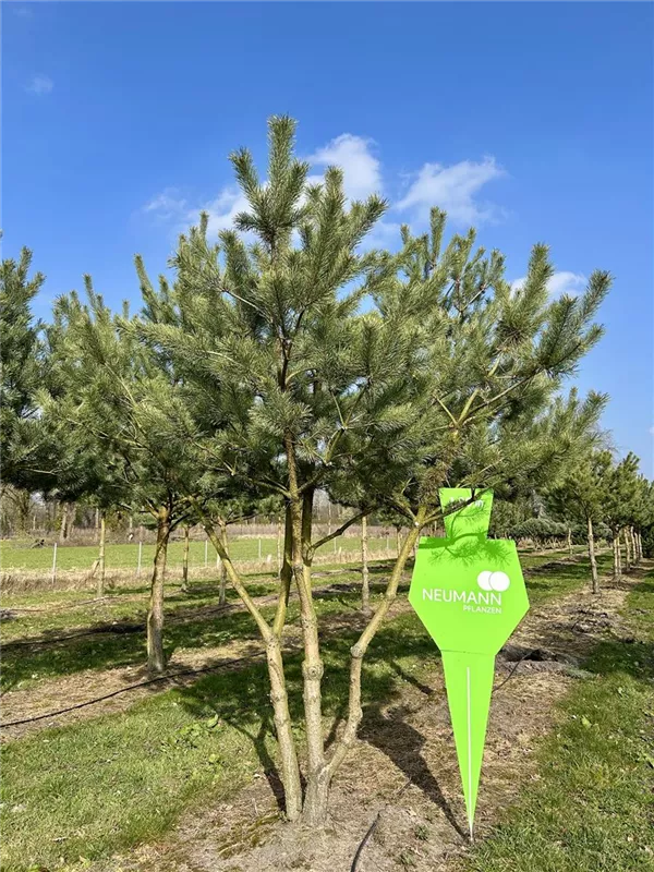 Pinus sylvestris