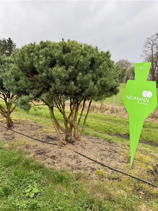 Pinus sylvestris 'Watereri'