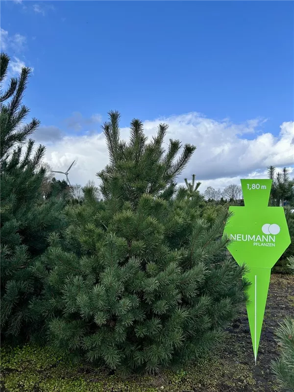 Pinus sylvestris 'Watereri'