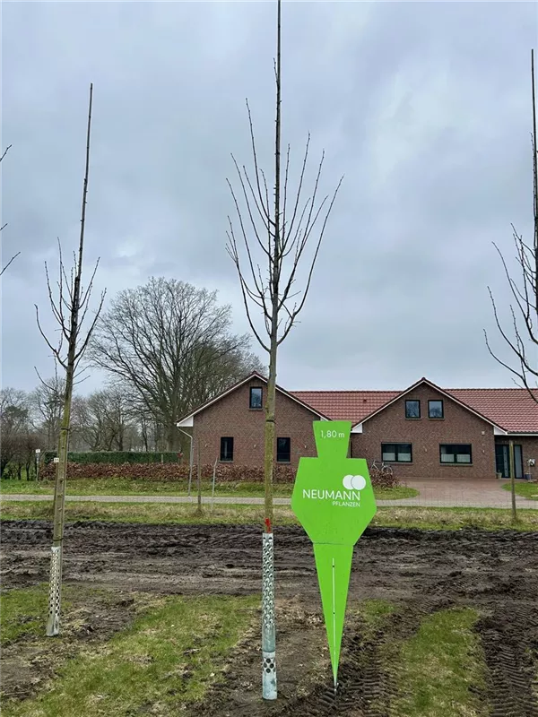 Tilia tomentosa 'Brabant'