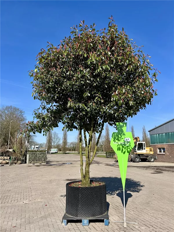 Photinia fraseri 'Red Robin'