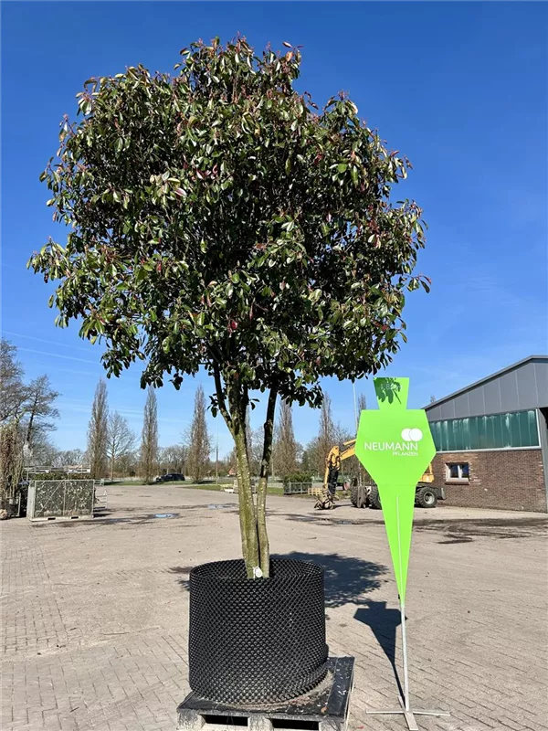 Photinia fraseri 'Red Robin'