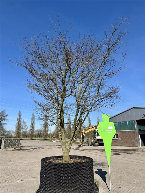 Acer palmatum 'Osakazuki'