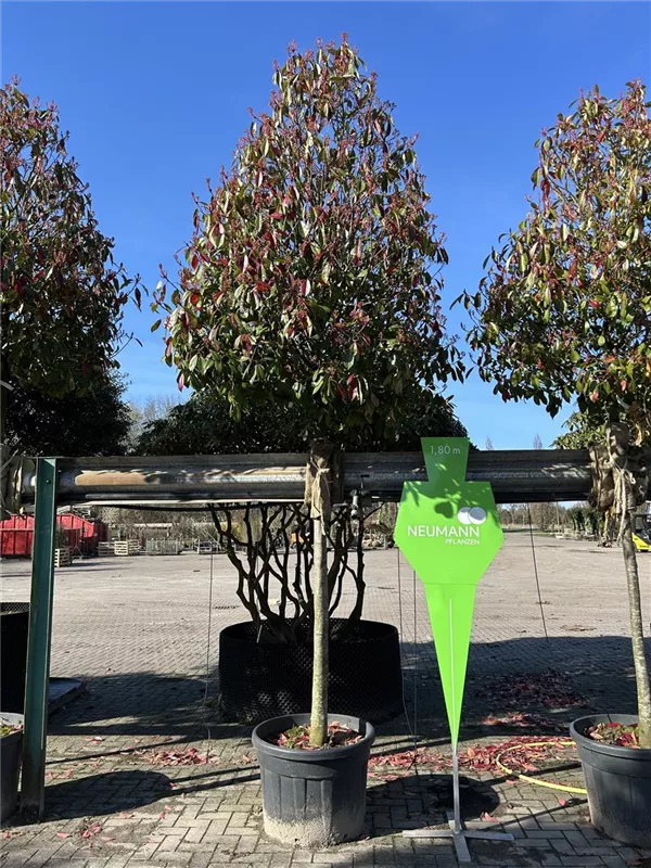 Photinia fraseri 'Red Robin'