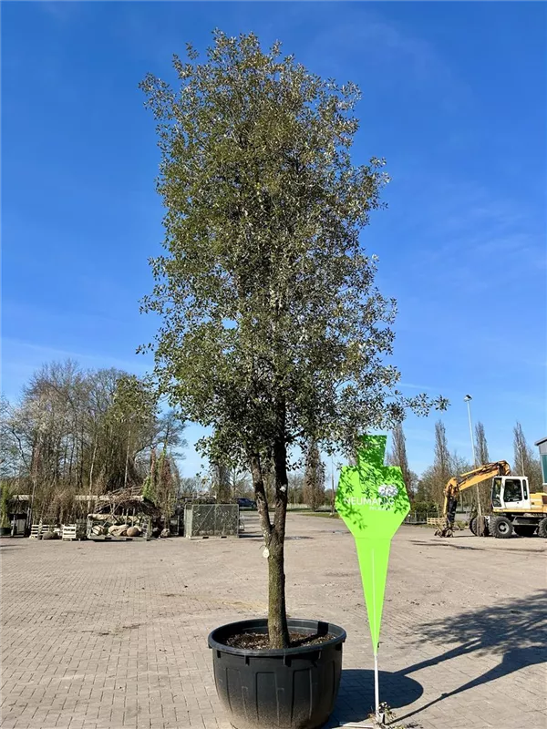 Quercus ilex