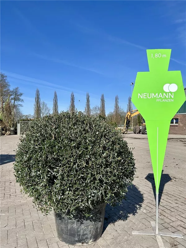 Phillyrea angustifolia