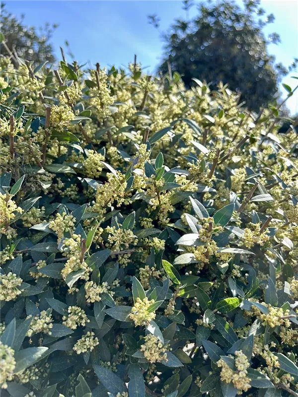 Phillyrea angustifolia