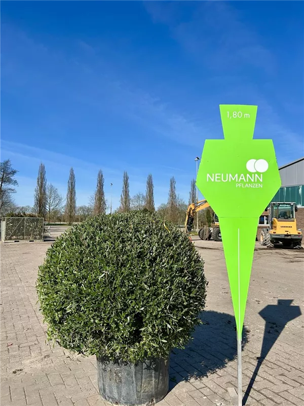 Phillyrea angustifolia